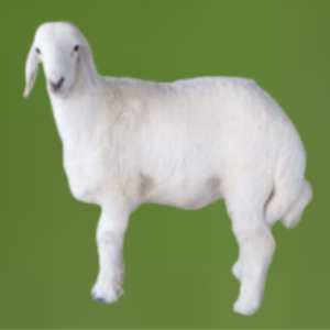 حري جذع (وسط)