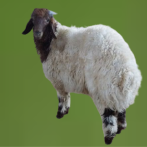 نعيمي جذع (وسط)