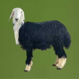 نجدي جذع (وسط)