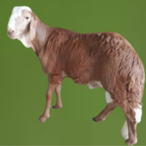 سواكني جذع (وسط)