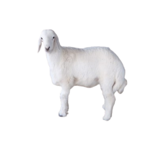 Read more about the article ذبيحة حري مع التوصيل