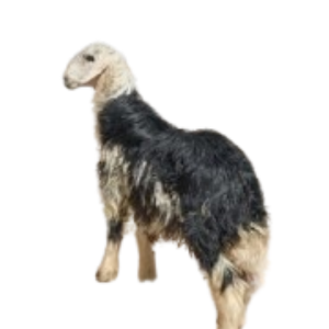 You are currently viewing لحم نجدي جذع (ناهي)