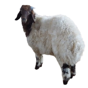 You are currently viewing لحم نعيمي جذع (ناهي)