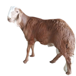 Read more about the article لحم سواكني مرابي (وسط)