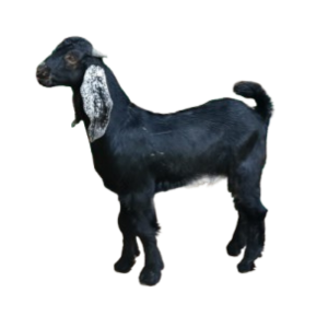 You are currently viewing تيس بلدي مع التوصيل