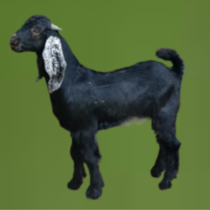 You are currently viewing توصيل ذبيحة تيس الرياض