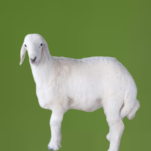 You are currently viewing حري طازج مع تجهيز وتقطيع وتوصيل للبيت بالرياض