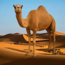 You are currently viewing لحم حاشي لباني الرياض