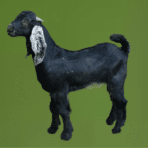 Read more about the article عروض ذبايح تيوس بالرياض | تجهيز كامل وتوصيل سريع