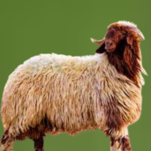 You are currently viewing نعيمي مع توصيل سريع للبيت في الرياض