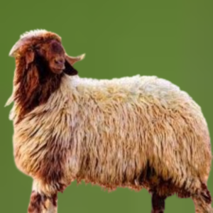 You are currently viewing أفضل خيارات الذبائح البلدي واللحوم الطازجة