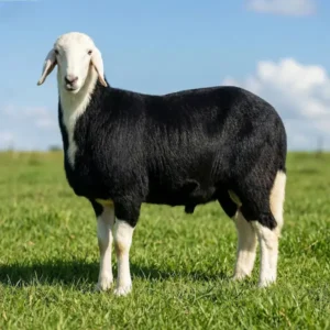 نجدي جذع (ناهي)