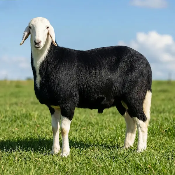 نجدي جذع (ناهي)… لحم طازج بنكهة أصيلة 2026