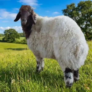 نعيمي هرفي (صغير)