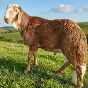 سواكني جذع (وسط)