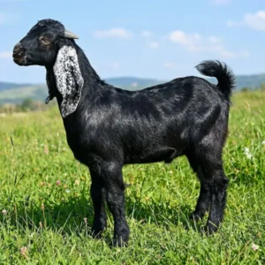 تيس جذع (وسط)